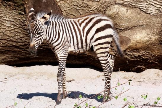 Böhm-Zebra Nachwuchs - 4 Wochen alt - Zoo Vivarium Darmstadt 2020