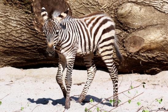 Böhm-Zebra - 4 Wochen alter Nachwuchs - Zoo Vivarium Darmstadt 2020