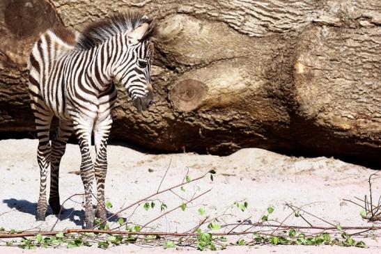 Böhm-Zebra - 4 Wochen alter Nachwuchs - Zoo Vivarium Darmstadt 2020