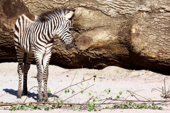 Böhm-Zebra - 4 Wochen alter Nachwuchs - Zoo Vivarium Darmstadt 2020