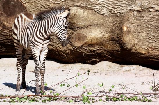 Böhm-Zebra Nachwuchs - 4 Wochen alt - Zoo Vivarium Darmstadt 2020