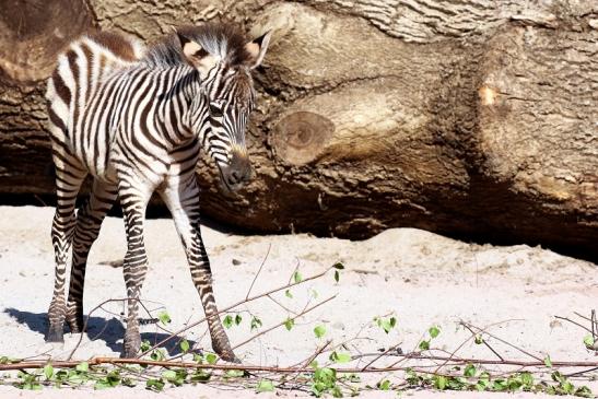 Böhm-Zebra Nachwuchs - 4 Wochen alt - Zoo Vivarium Darmstadt 2020