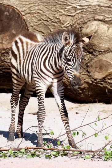 Böhm-Zebra - 4 Wochen alter Nachwuchs - Zoo Vivarium Darmstadt 2020