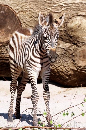 Böhm-Zebra Nachwuchs - 4 Wochen alt - Zoo Vivarium Darmstadt 2020