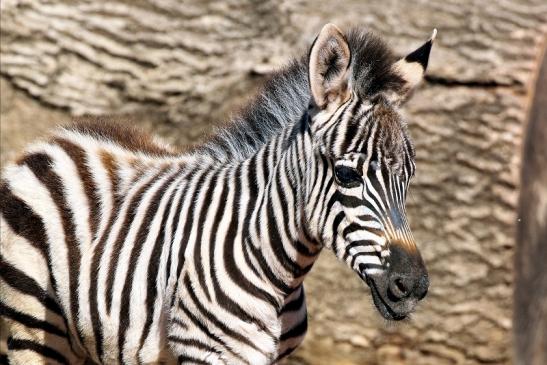 Böhm-Zebra - 4 Wochen alter Nachwuchs - Zoo Vivarium Darmstadt 2020