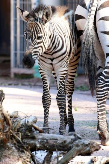 Böhm-Zebra Nachwuchs - 4 Wochen alt - Zoo Vivarium Darmstadt 2020