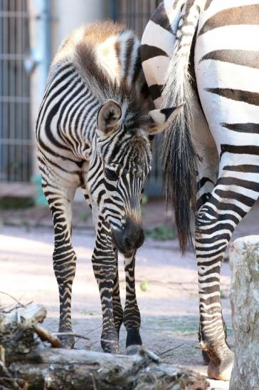 Böhm-Zebra - 4 Wochen alter Nachwuchs - Zoo Vivarium Darmstadt 2020