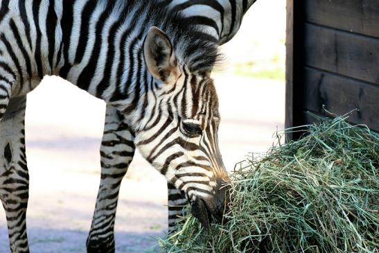 Böhm-Zebra - 4 Wochen alter Nachwuchs - Zoo Vivarium Darmstadt 2020