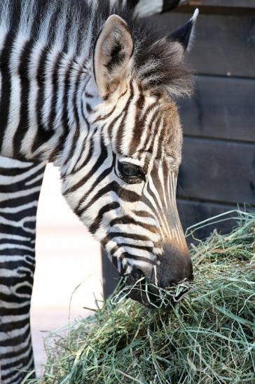 Böhm-Zebra - 4 Wochen alter Nachwuchs - Zoo Vivarium Darmstadt 2020