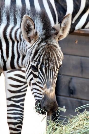 Böhm-Zebra - 4 Wochen alter Nachwuchs - Zoo Vivarium Darmstadt 2020