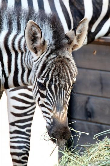 Böhm-Zebra Nachwuchs - 4 Wochen alt - Zoo Vivarium Darmstadt 2020