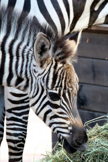 Böhm-Zebra Nachwuchs - 4 Wochen alt - Zoo Vivarium Darmstadt 2020