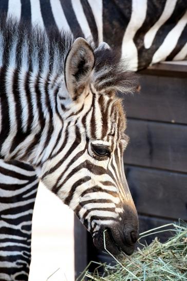 Böhm-Zebra Nachwuchs - 4 Wochen alt - Zoo Vivarium Darmstadt 2020