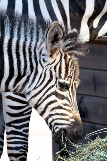 Böhm-Zebra Nachwuchs - 4 Wochen alt - Zoo Vivarium Darmstadt 2020