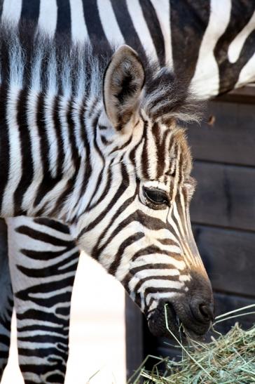 Böhm-Zebra Nachwuchs - 4 Wochen alt - Zoo Vivarium Darmstadt 2020