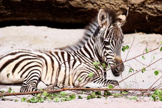 Böhm-Zebra - 4 Wochen alter Nachwuchs - Zoo Vivarium Darmstadt 2020