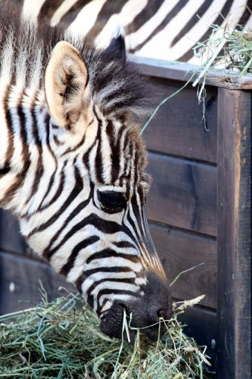 Böhm-Zebra - 4 Wochen alter Nachwuchs - Zoo Vivarium Darmstadt 2020