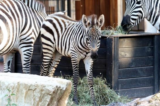 Böhm-Zebra Nachwuchs - 4 Wochen alt - Zoo Vivarium Darmstadt 2020