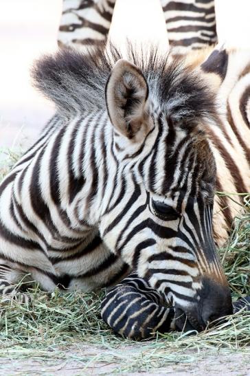 Böhm-Zebra - 4 Wochen alter Nachwuchs - Zoo Vivarium Darmstadt 2020