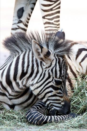 Böhm-Zebra Nachwuchs - 4 Wochen alt - Zoo Vivarium Darmstadt 2020