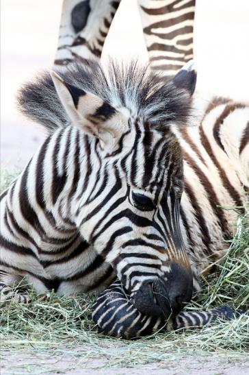 Böhm-Zebra Nachwuchs - 4 Wochen alt - Zoo Vivarium Darmstadt 2020