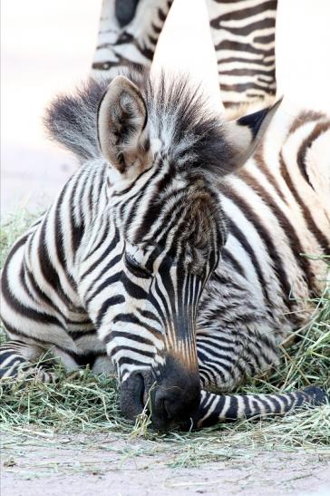 Böhm-Zebra - 4 Wochen alter Nachwuchs - Zoo Vivarium Darmstadt 2020