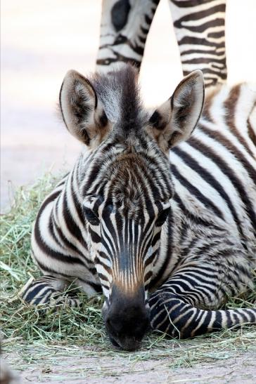 Böhm-Zebra Nachwuchs - 4 Wochen alt - Zoo Vivarium Darmstadt 2020