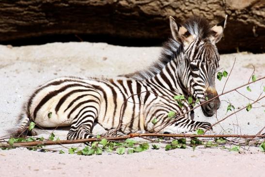 Böhm-Zebra Nachwuchs - 4 Wochen alt - Zoo Vivarium Darmstadt 2020