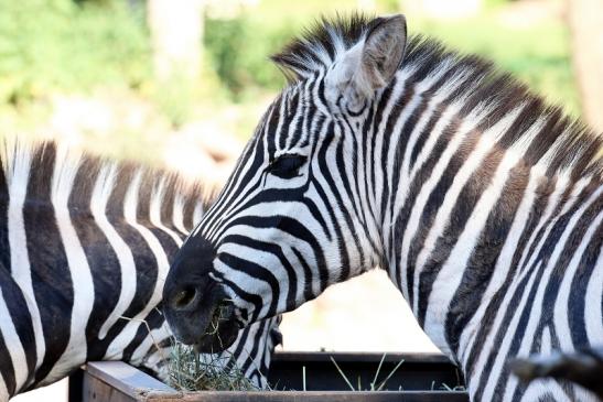 Böhm Zebra Zoo Vivarium Darmstadt 2020