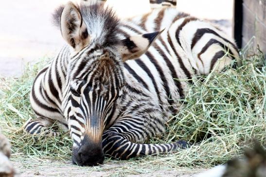 Böhm-Zebra - 4 Wochen alter Nachwuchs - Zoo Vivarium Darmstadt 2020