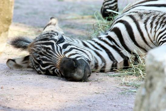 Böhm-Zebra - 4 Wochen alter Nachwuchs - Zoo Vivarium Darmstadt 2020