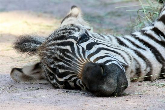 Böhm-Zebra - 4 Wochen alter Nachwuchs - Zoo Vivarium Darmstadt 2020