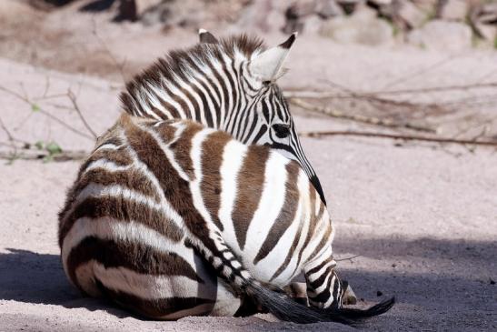 Böhm Zebra Zoo Vivarium Darmstadt 2020