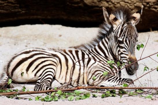 Böhm-Zebra - 4 Wochen alter Nachwuchs - Zoo Vivarium Darmstadt 2020