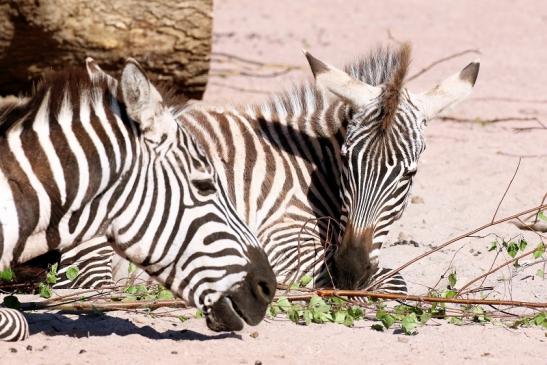 Böhm Zebra Zoo Vivarium Darmstadt 2020