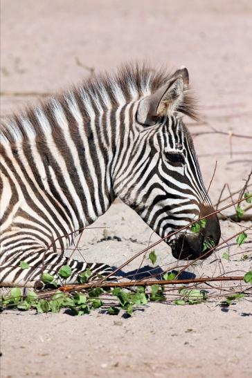 Böhm-Zebra - 4 Wochen alter Nachwuchs - Zoo Vivarium Darmstadt 2020