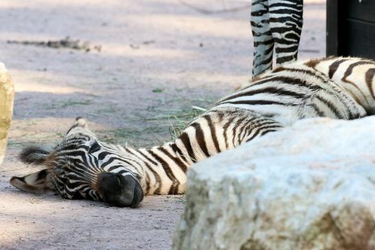 Böhm-Zebra Nachwuchs - 4 Wochen alt - Zoo Vivarium Darmstadt 2020