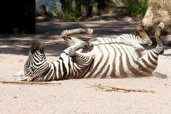 Böhm-Zebra Zoo Vivarium Darmstadt 2020