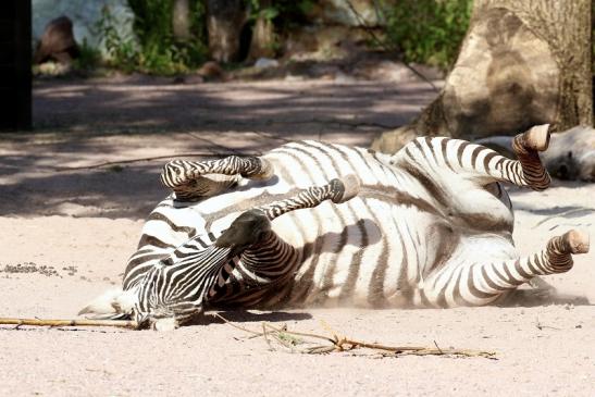 Böhm Zebra Zoo Vivarium Darmstadt 2020