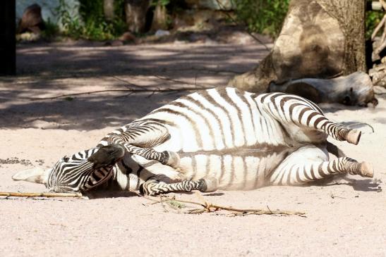 Böhm Zebra Zoo Vivarium Darmstadt 2020