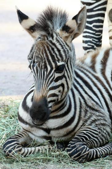 Böhm-Zebra Nachwuchs - 4 Wochen alt - Zoo Vivarium Darmstadt 2020