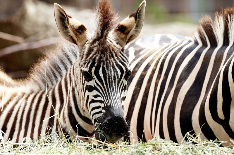 Böhm-Zebra Zoo Vivarium Darmstadt 2020