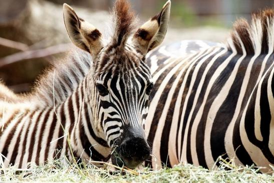 Böhm Zebra mit Nachwuchs Zoo Vivarium Darmstadt 2020