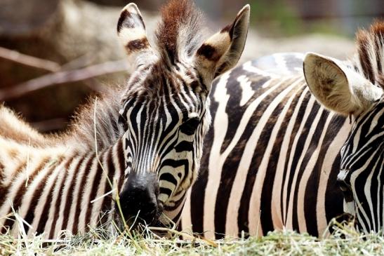 Böhm-Zebra Zoo Vivarium Darmstadt 2020