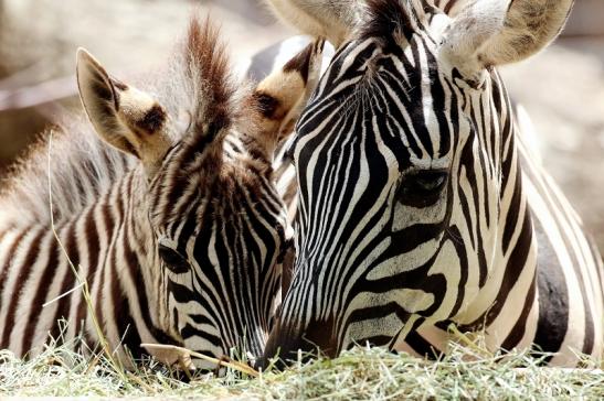 Böhm-Zebra Zoo Vivarium Darmstadt 2020