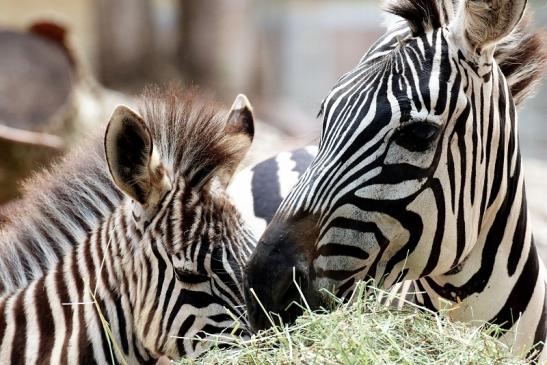 Böhm Zebra mit Nachwuchs Zoo Vivarium Darmstadt 2020