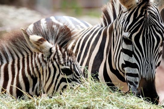 Böhm Zebra mit Nachwuchs Zoo Vivarium Darmstadt 2020
