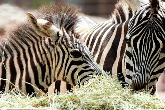 Böhm Zebra mit Nachwuchs Zoo Vivarium Darmstadt 2020