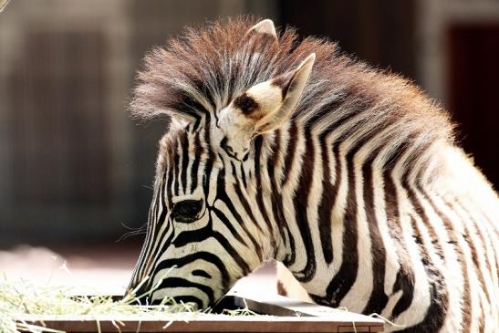 Böhm Zebra mit Nachwuchs Zoo Vivarium Darmstadt 2020