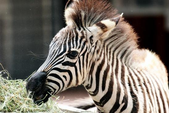 Böhm Zebra Nachwuchs Zoo Vivarium Darmstadt 2020